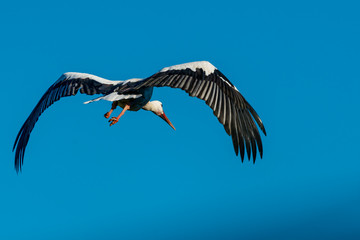 Storch