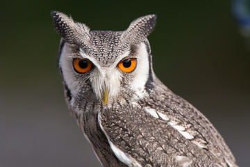 Obraz premium Weißgesichtseule Portrait