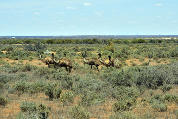 Australia, NSW, free living Emu birds