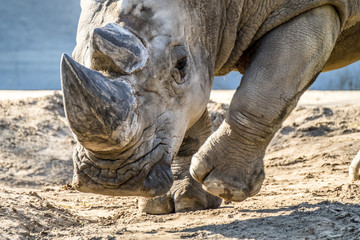Fototapeta premium Head portrait of Rhino on the sand