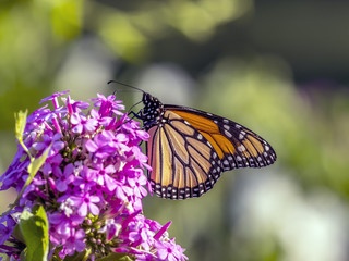  monarch butterfly (Danaus plexippus)
