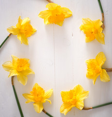 Narcissus on wooden table, bright day, empty space