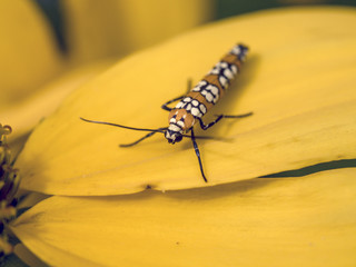 ailanthus webworm,Atteva aurea