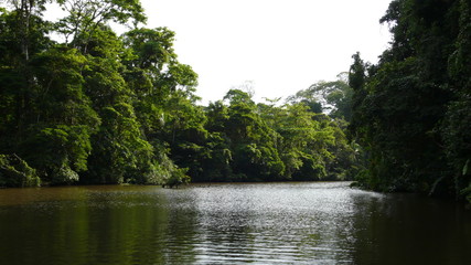 Jungle de Tortuguero, Nicaragua