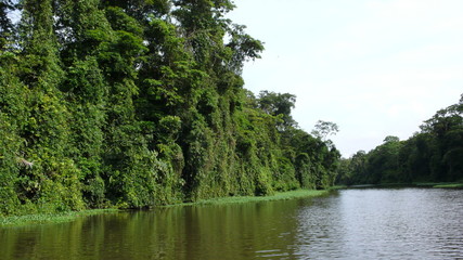 Fototapeta na wymiar Jungle de Tortuguero, Nicaragua