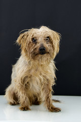 Yorkshire, cane seduto su sfondo nero