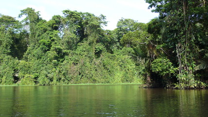 Fototapeta na wymiar Jungle de Tortuguero, Nicaragua