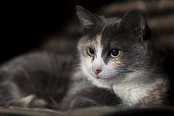 portrait of a cat lit by light from a window through the blinds