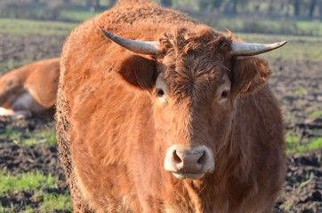 Vaches de race Limousine, en France