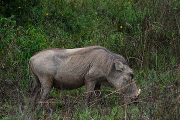 Warzenschwein in den Shimba Hills in Kenia 