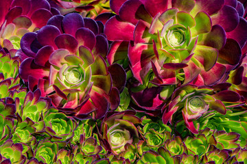 Large and small Succulent plant on sunny day, top view. Houseleek plant background. Sempervivum...
