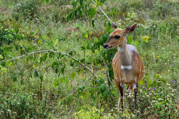 Schirrantilope in den Shimba Hills in Kenia