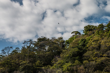 Birds and palm trees on tropical beach in Costa Rica