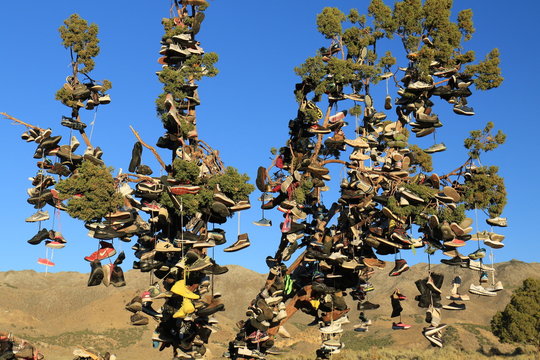 tree full of shoes directly on roadside