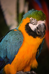 nice portrait to macaw