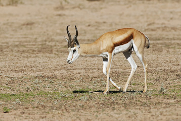 Springbok, Antidorcas marsupialis, Kgalagadi Transfrontier Park, Kalahari desert, South Africa