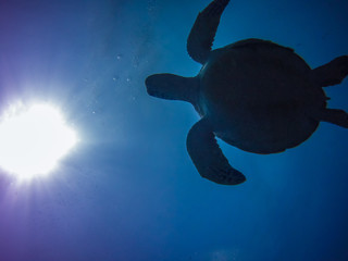 turtle in the sky