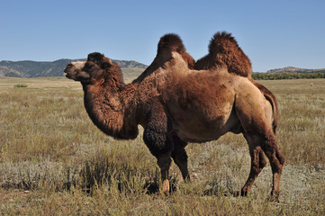 Bactrian in the boundless Kazakh steppe.