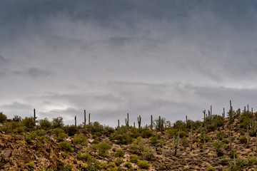 Dark clouds hang over a row of cacti in the Sonoran desert.