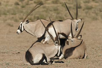 Gemsbok, Oryx gazella, Kgalagadi Transfrontier Park, Kalahari desert, South Africa