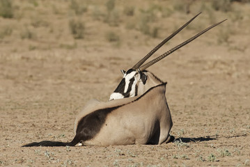 Gemsbok, Oryx gazella, Kgalagadi Transfrontier Park, Kalahari desert, South Africa