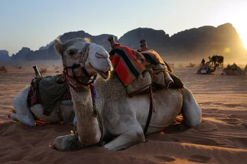Papier Peint photo Lavable Chameau Resting camel / Camels are having rest during the sunset, Wadi Rum, Jordan