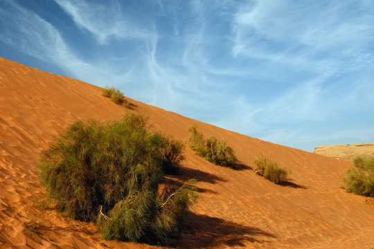 sky sand saksaul / A saksaul tree is growing on a sandy slope in Wadi Rum desert, Jordan