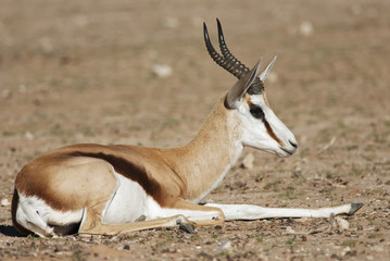 Springbok, Antidorcas marsupialis, Kgalagadi Transfrontier Park, Kalahari desert, South Africa