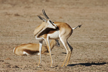 Springbok, Antidorcas marsupialis, Kgalagadi Transfrontier Park, Kalahari desert, South Africa