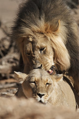 Kalahari Lion, Panthera leo, Kgalagadi Transfrontier Park, Kalahari desert, South Africa