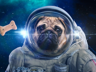 Dog in space suit hunts dog food, hunt