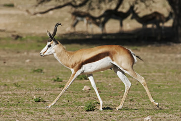 Springbok, Antidorcas marsupialis, Kgalagadi Transfrontier Park, Kalahari desert, South Africa