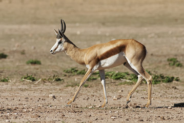 Springbok, Antidorcas marsupialis, Kgalagadi Transfrontier Park, Kalahari desert, South Africa