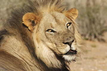 Obraz na płótnie Canvas Kalahari Lion, Panthera leo, Kgalagadi Transfrontier Park, Kalahari desert, South Africa