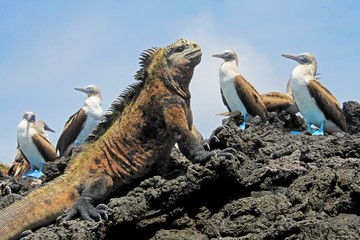 Marine iguana with blue footed boobies, booby, Sula nebouxii and Amblyrhynchus cristatus, on...