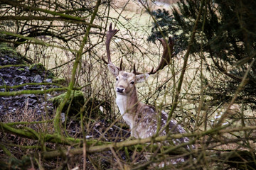 Hirsch im Dickicht, Geweih, Rehe