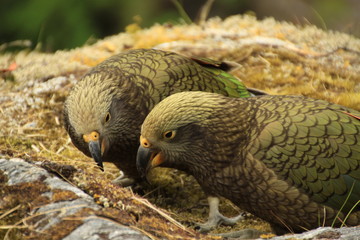 Wild birds looking for food