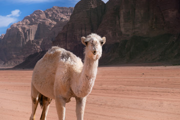 Camel on a desert in Jordan national park - Wadi Rum desert. Travel photoshoot. Natural background