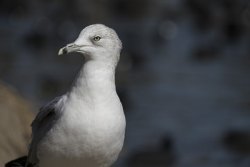 Ring-Billed Gull on the Shore, Closeup, Blurred Water Behind - 193608500