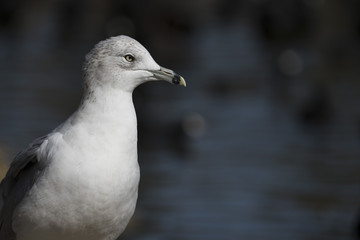 Ring-Billed Gull on the Shore, Closeup, Blurred Water Behind - 193608552