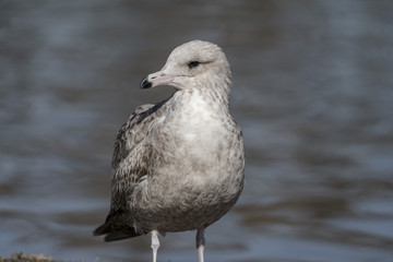 Ring-Billed Gull on the Shore, Closeup, Blurred Water Behind - 193608558