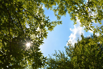 Fototapeta premium beauty spring time, tree with green leaf and blue sky background