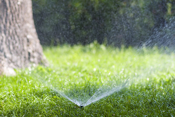Lawn water sprinkler spraying water over grass in garden on a hot summer day. Automatic watering lawns. Gardening and environment concept. - obrazy, fototapety, plakaty