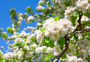 Flowering branch of pear against the sky background.