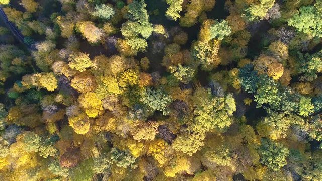 Aerial view video of orange top of trees in a forest in autumn. 4k video