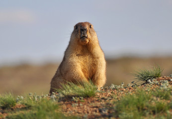 Wild steppe groundhog.