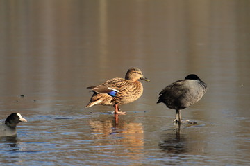 Ente und Blässhuhn zusammen auf dem Eis
