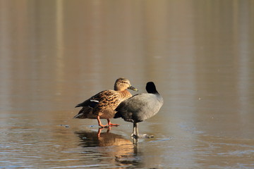Ente und Blässhuhn zusammen auf dem Eis