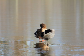 Ente und Blässhuhn zusammen auf dem Eis