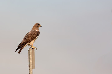 Swainson's Hawk on top of post
